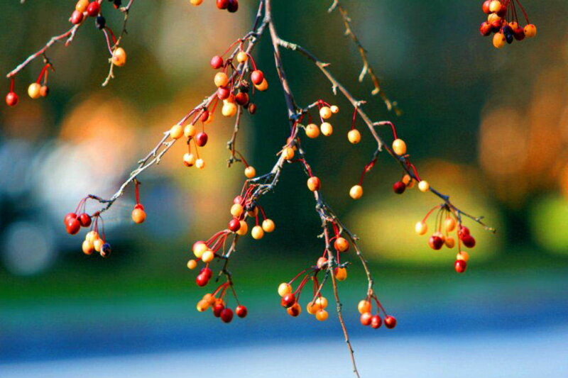 Autumn berries on a tree branch