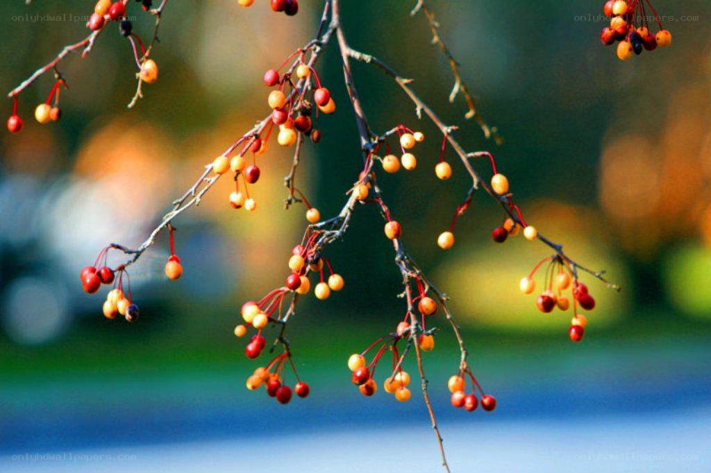 Autumn berries on a tree branch