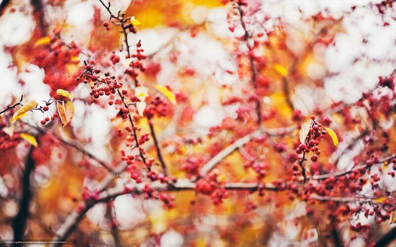 Autumn berries on a tree