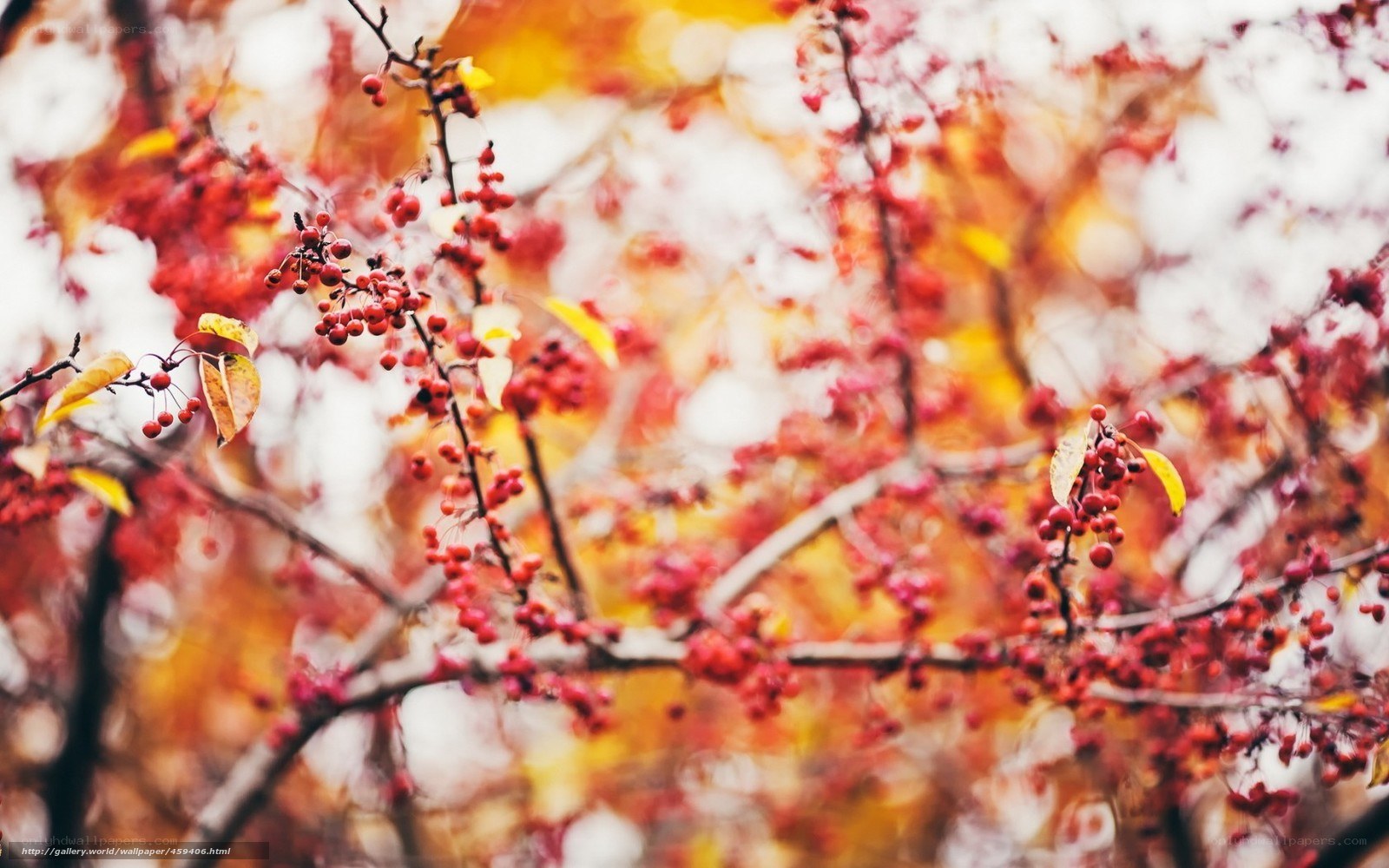 Autumn berries on a tree