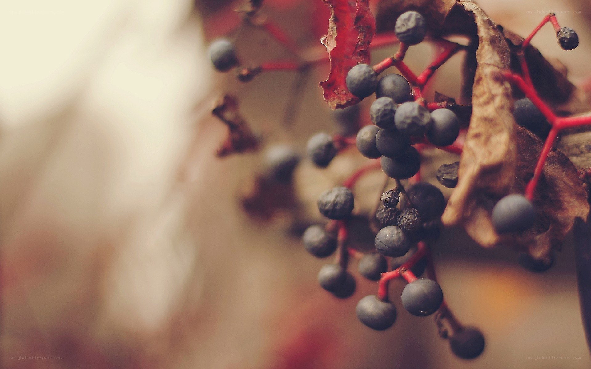 autumn berries on a vine