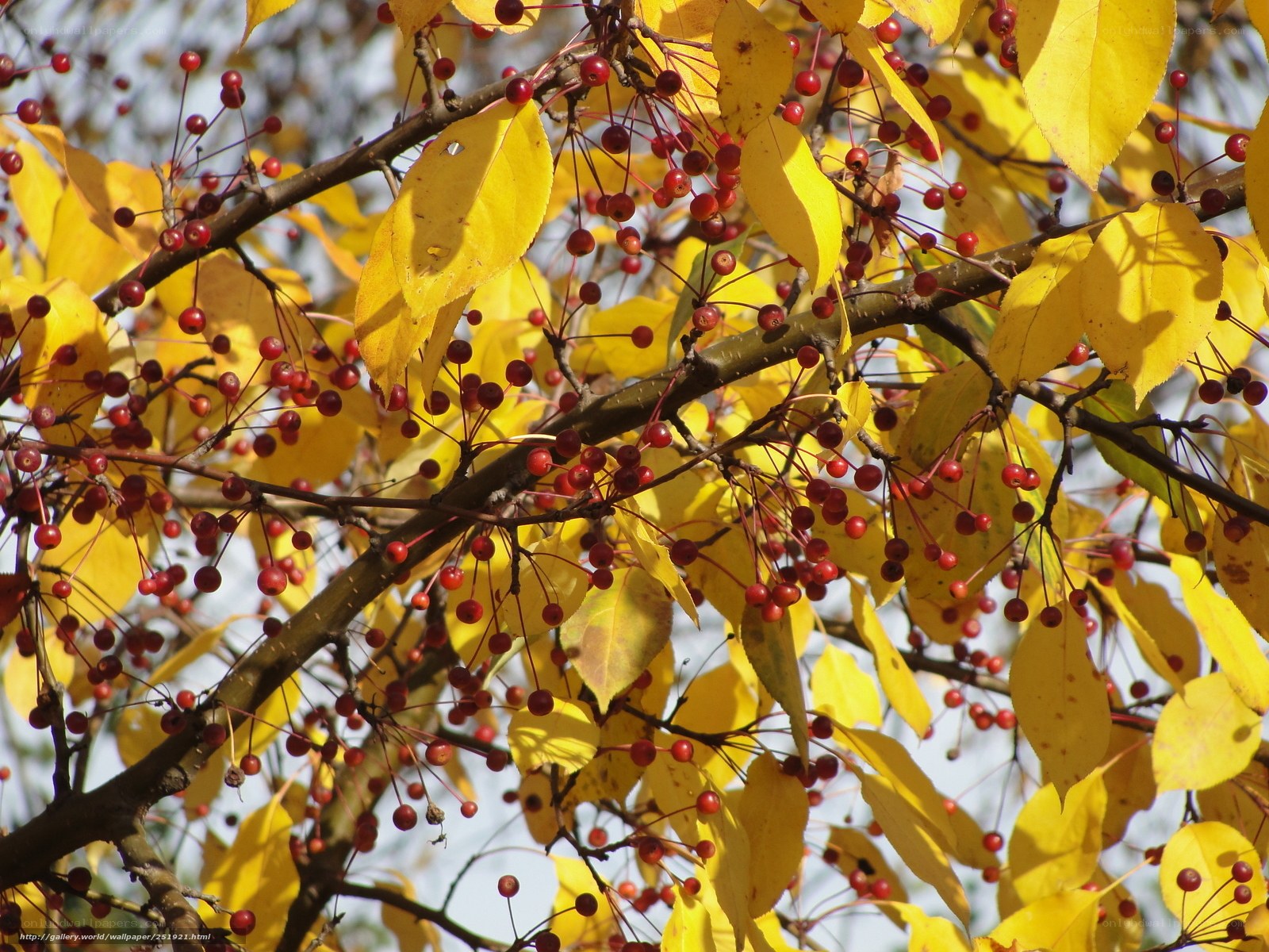 Autumn berries on yellow leaves