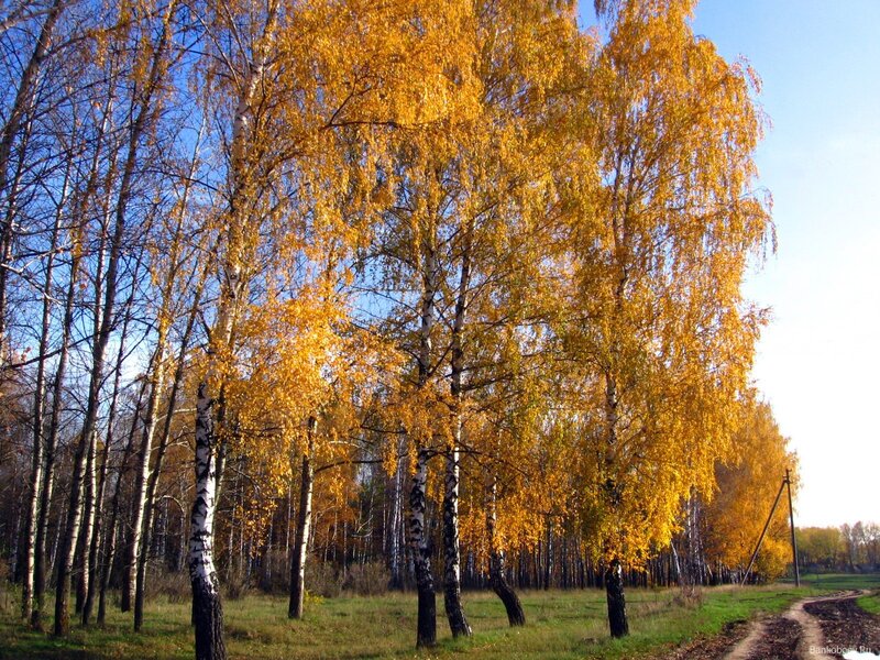 Autumn birch forest