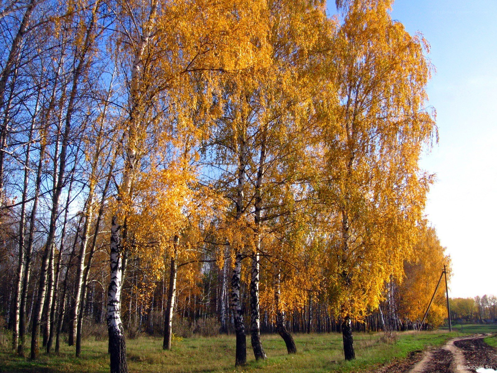 Autumn birch forest