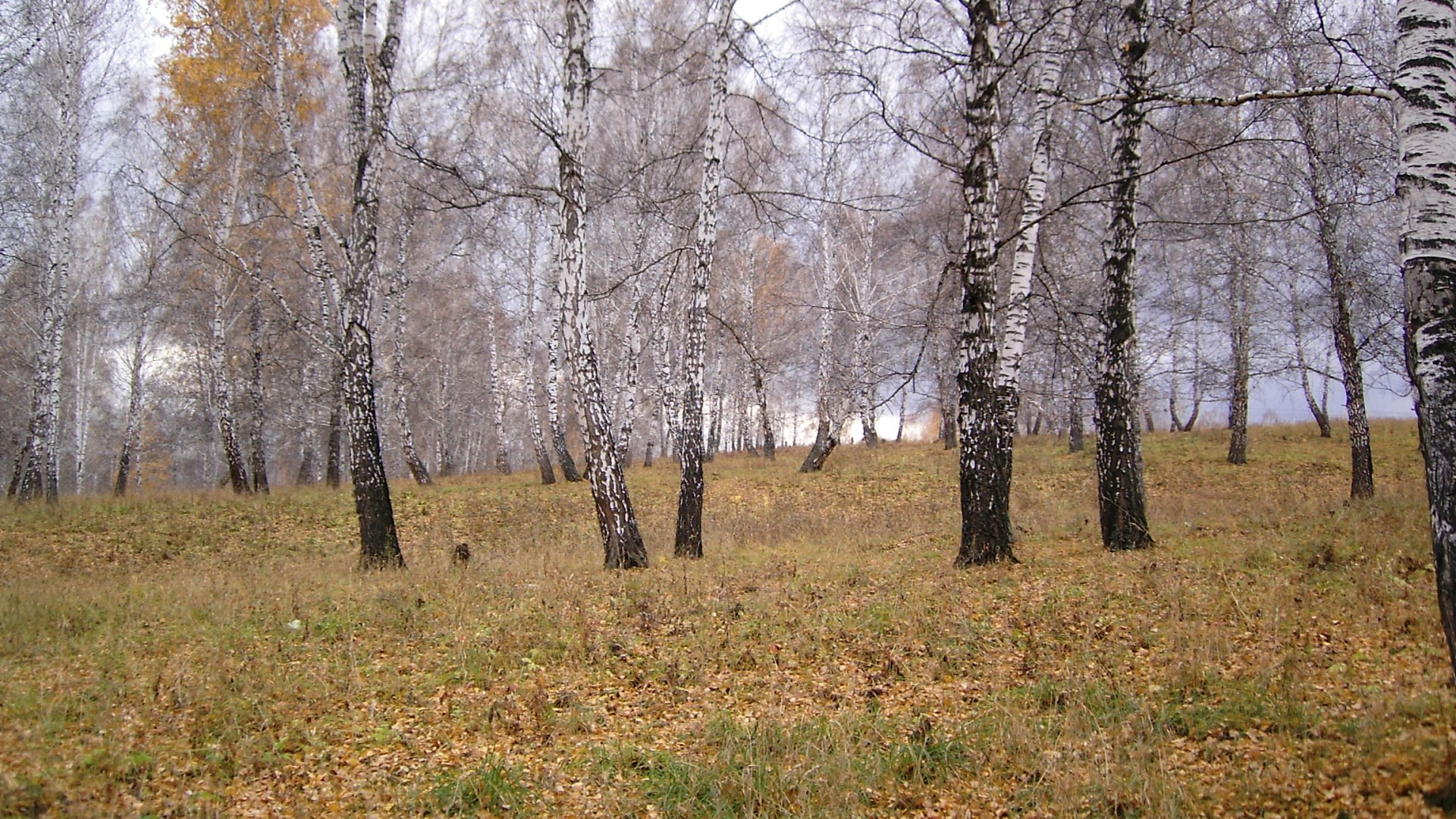 Autumn birch forest