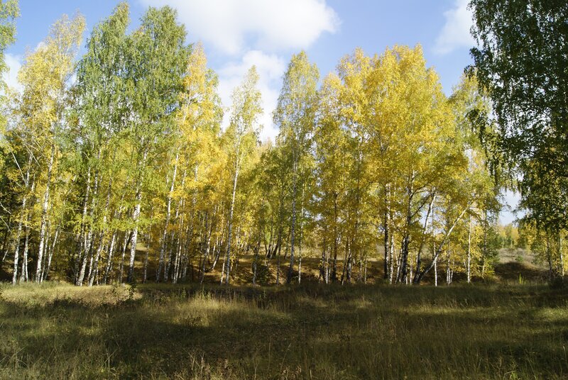 Autumn birch forest