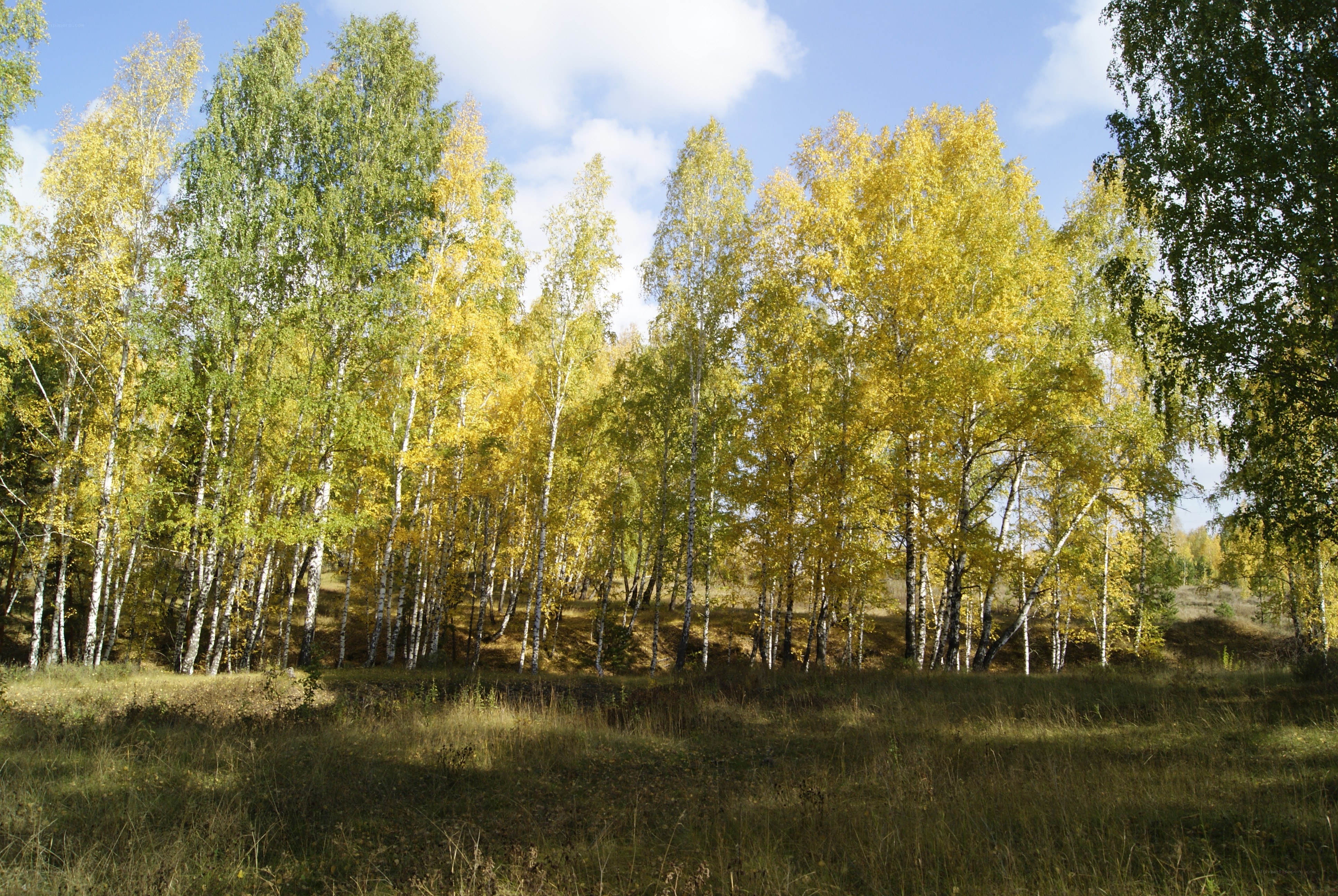 Autumn birch forest