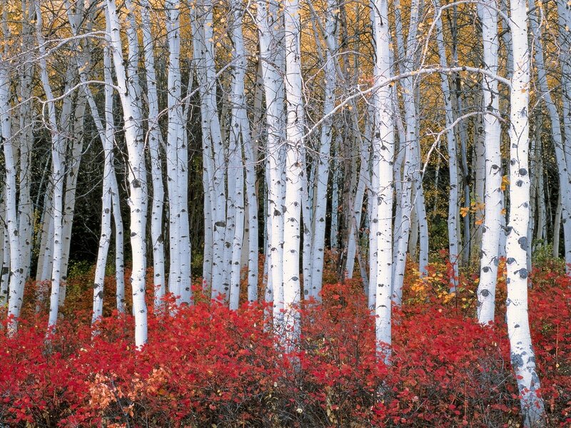 Autumn birch forest