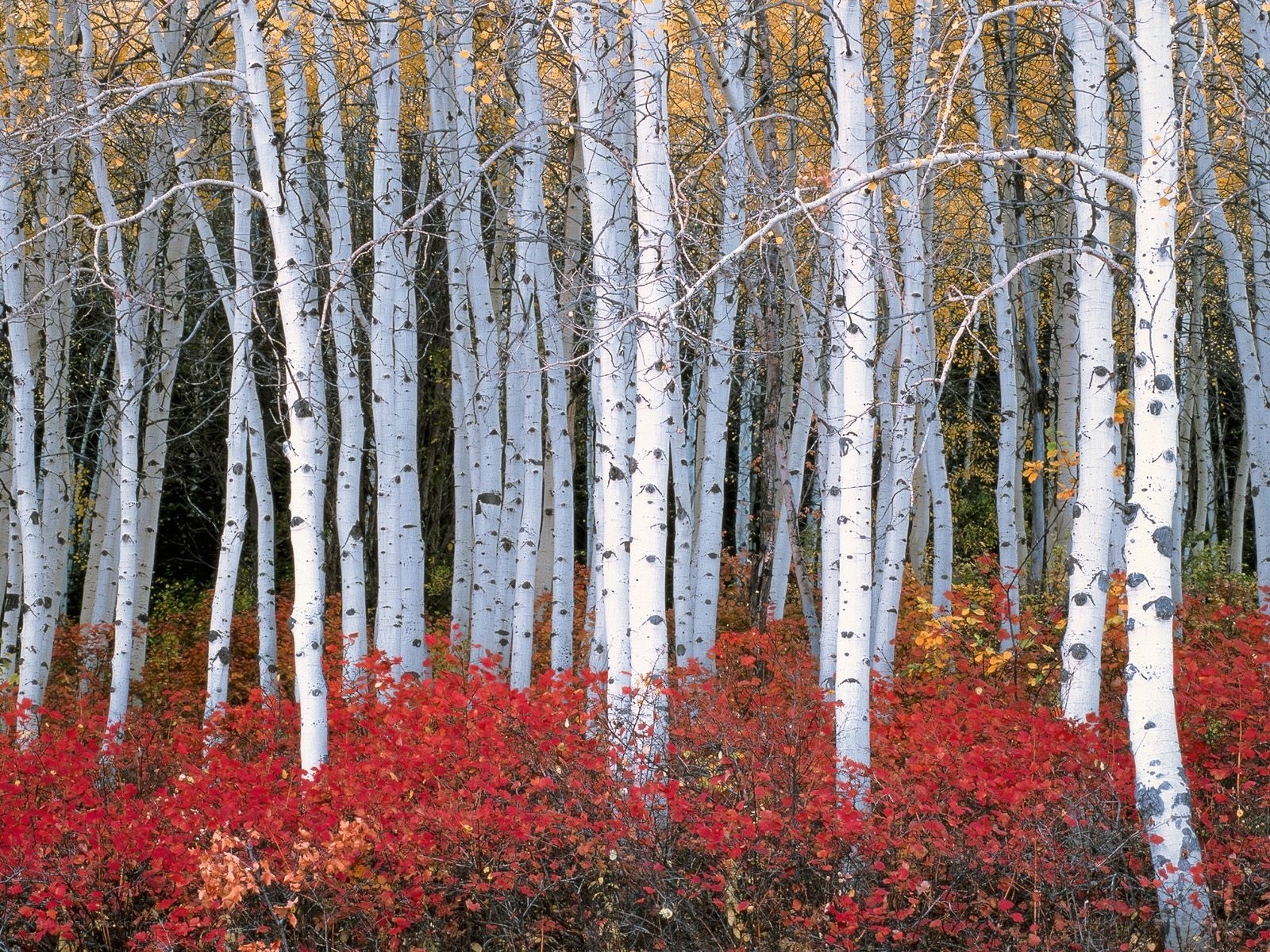 Autumn birch forest