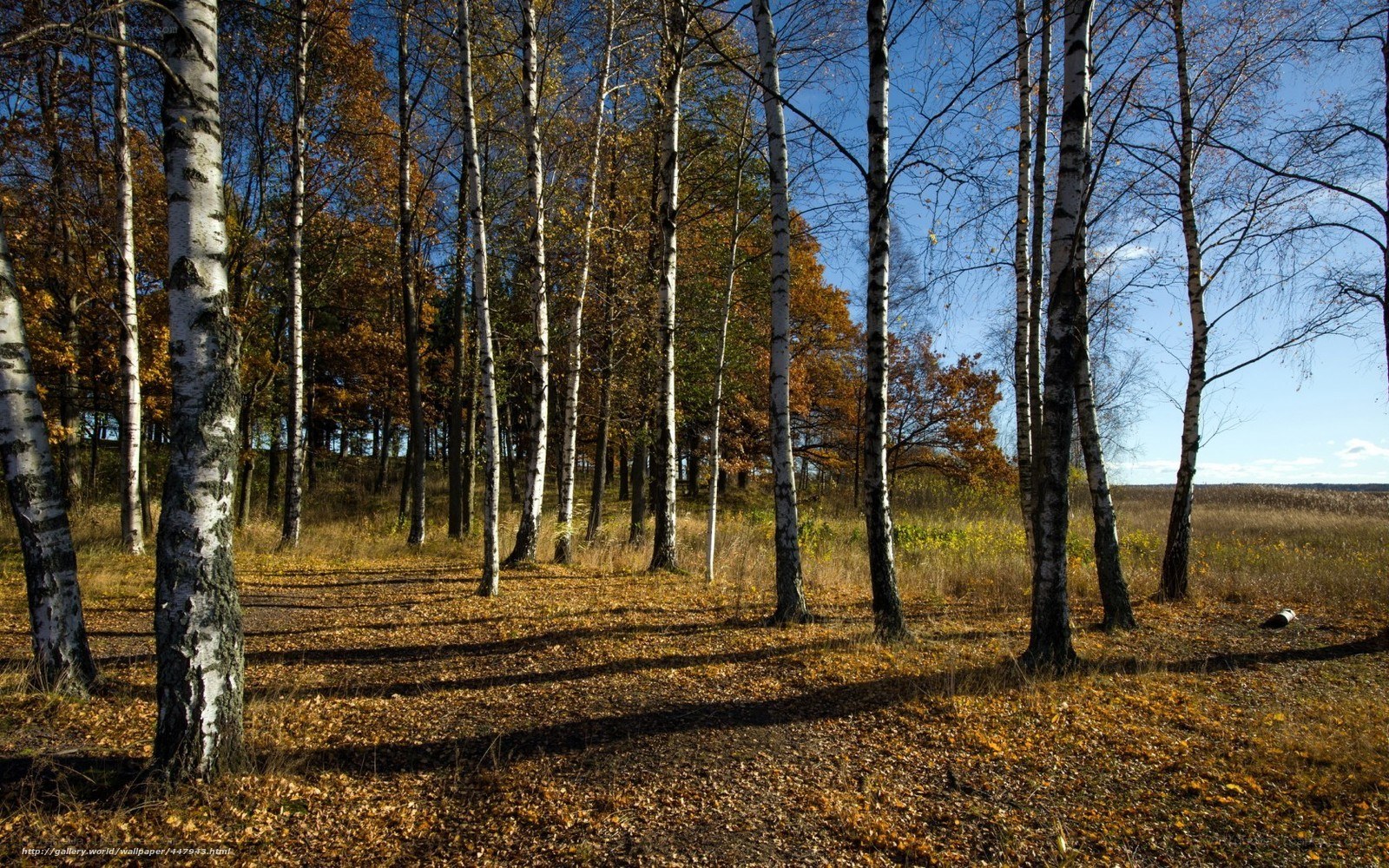 Autumn birch forest