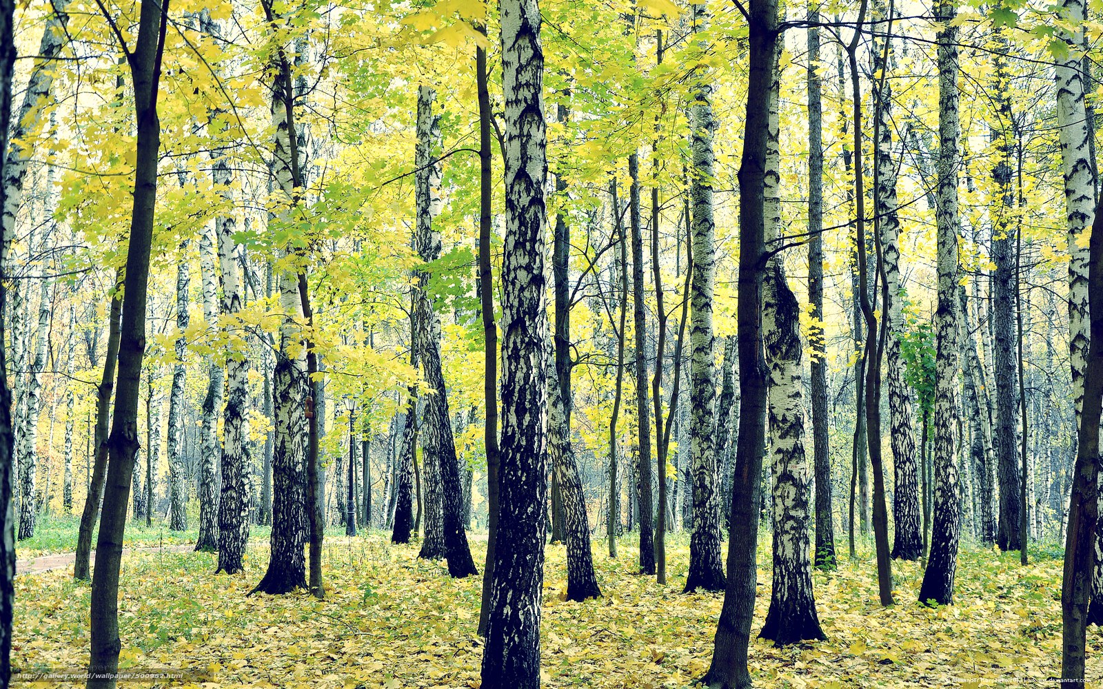 Autumn birch forest