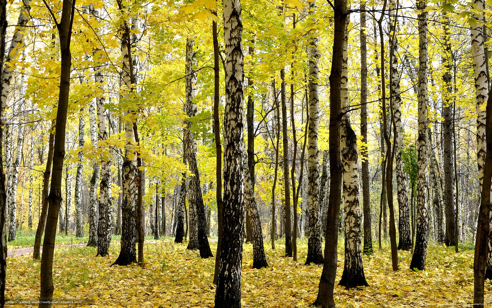 Autumn birch forest