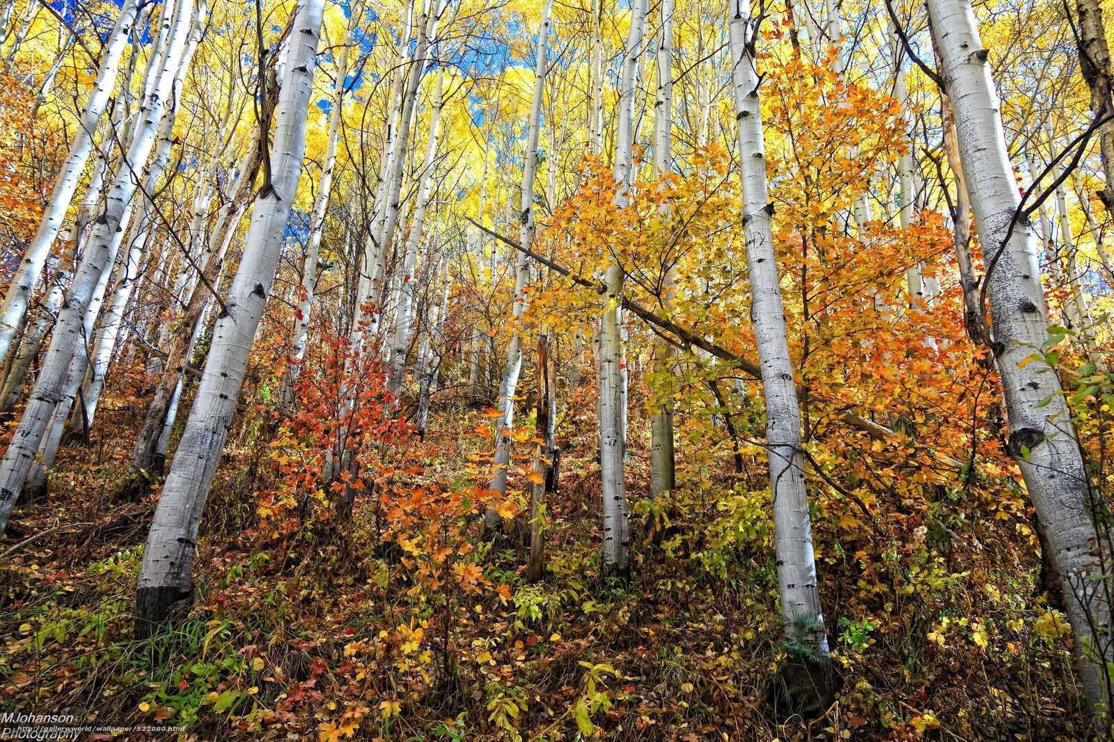 Autumn birch forest