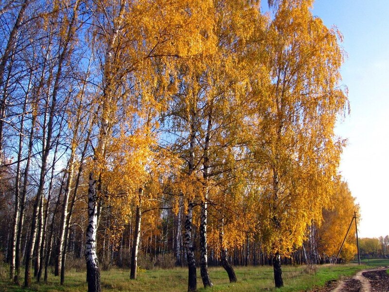 Autumn birch forest