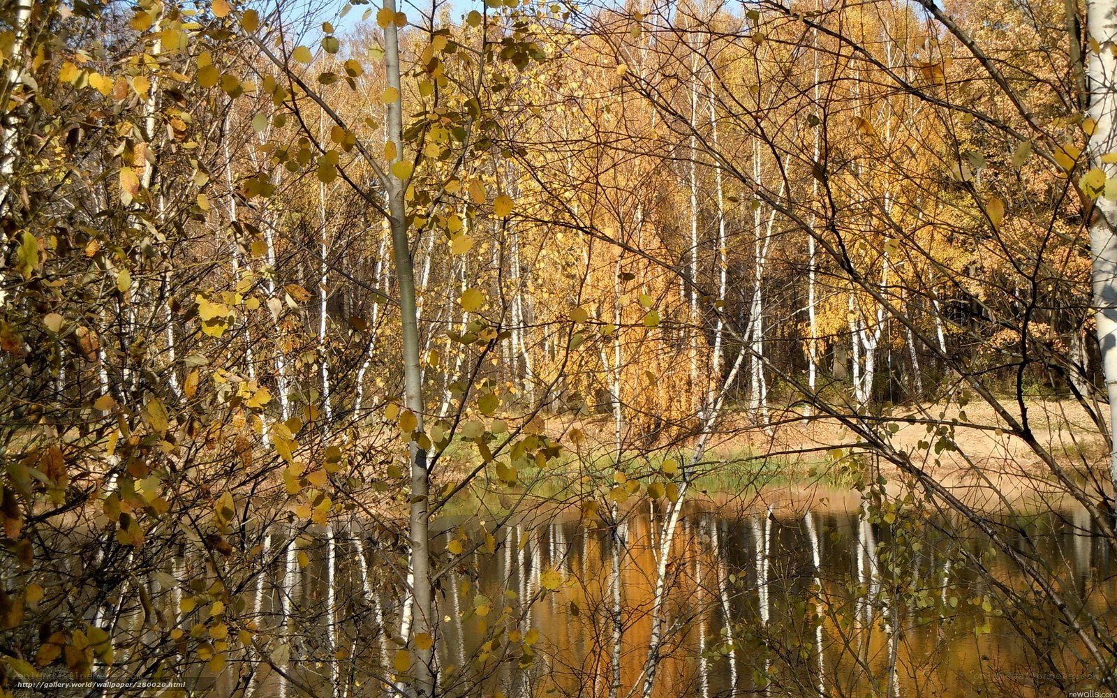 Autumn birch forest by lake