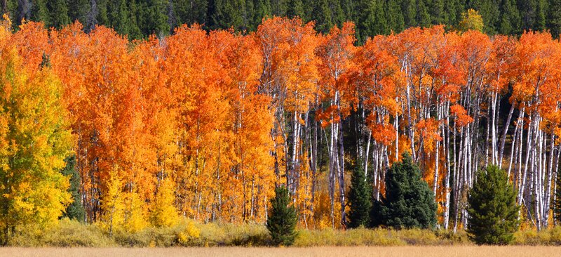 Autumn Birch Forest — Orange