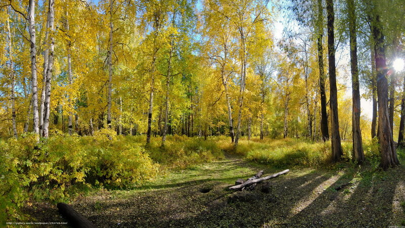 Autumn birch forest path