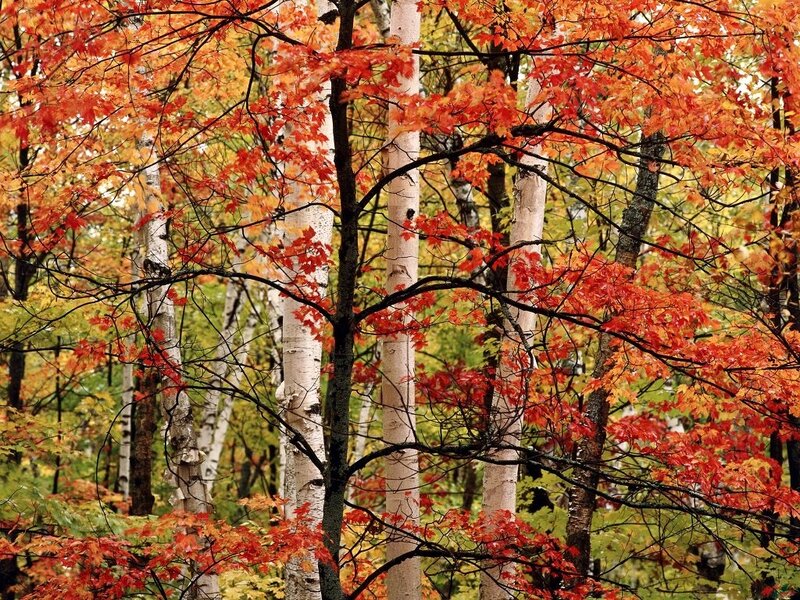 Autumn Birch Forest — Red