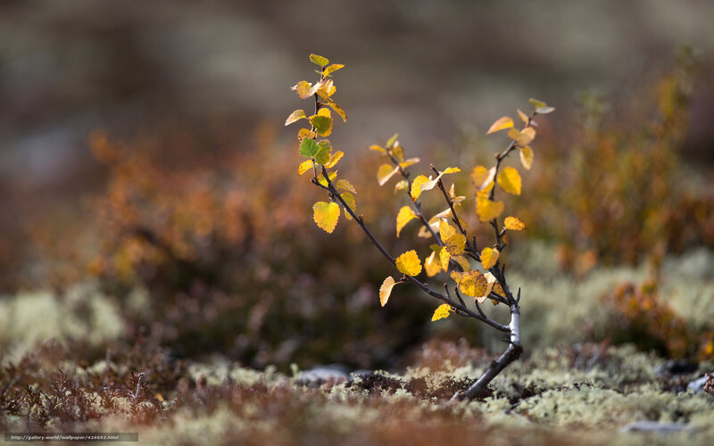 Autumn birch sapling