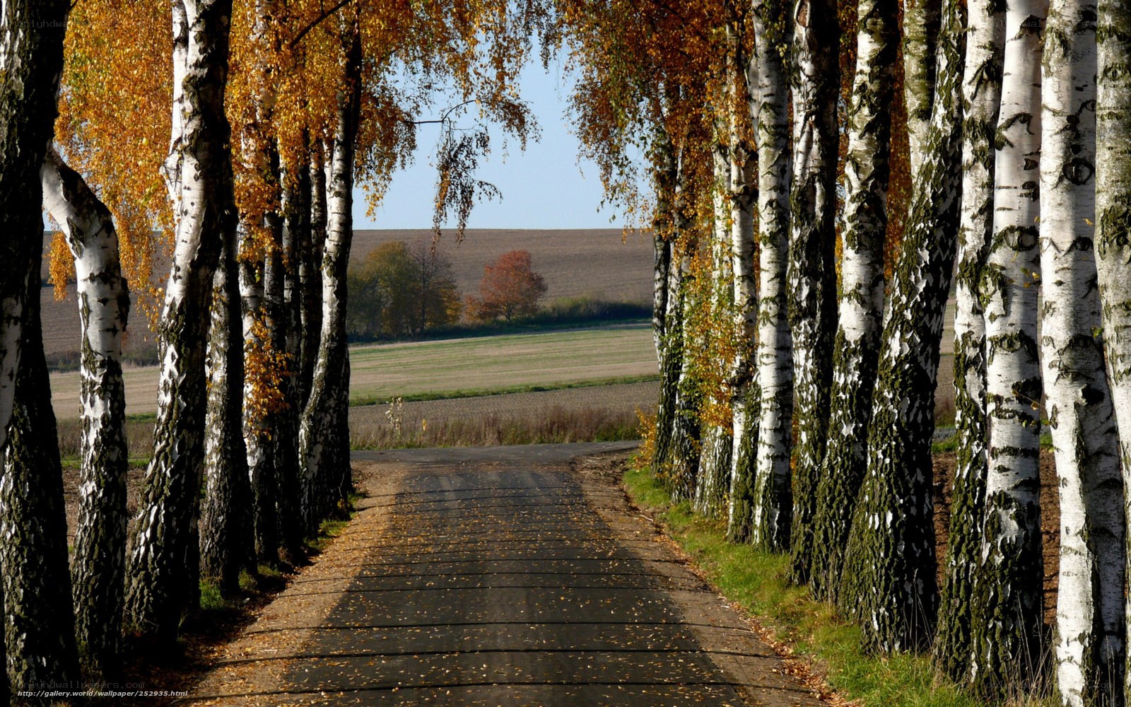 Autumn birch tree alley