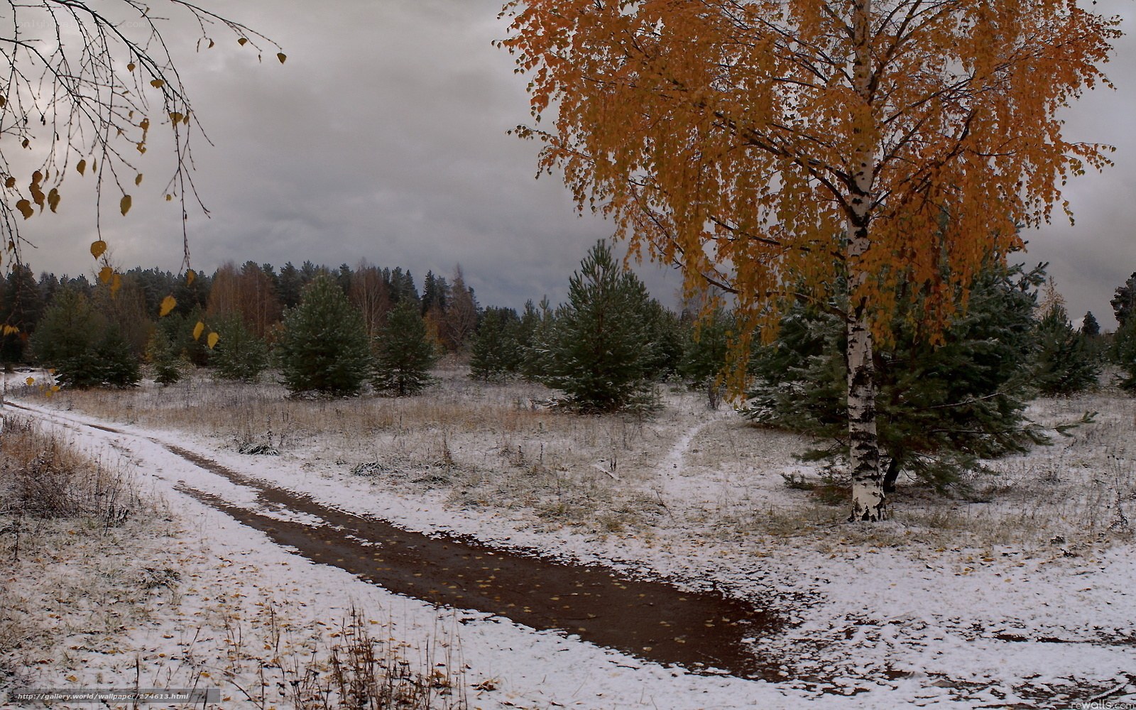 Autumn birch tree in snow