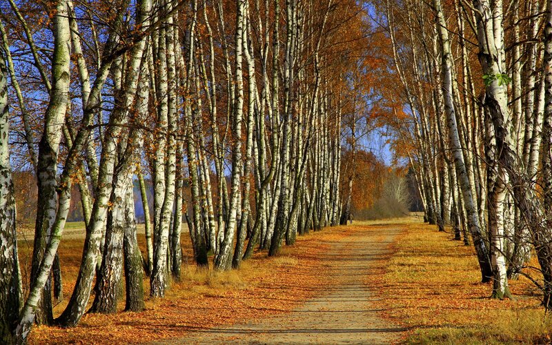 Autumn birch tree path
