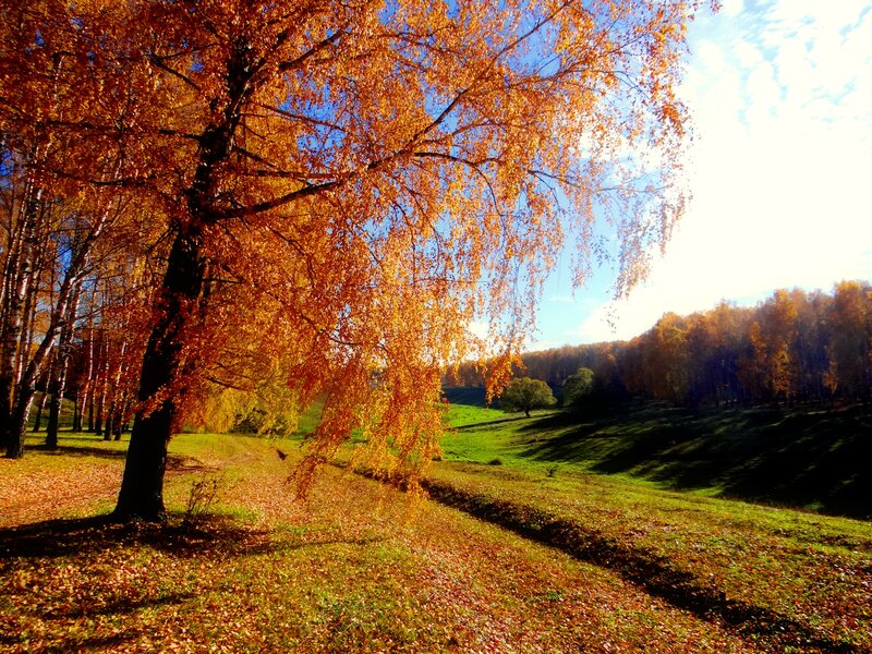 Autumn Birch Tree