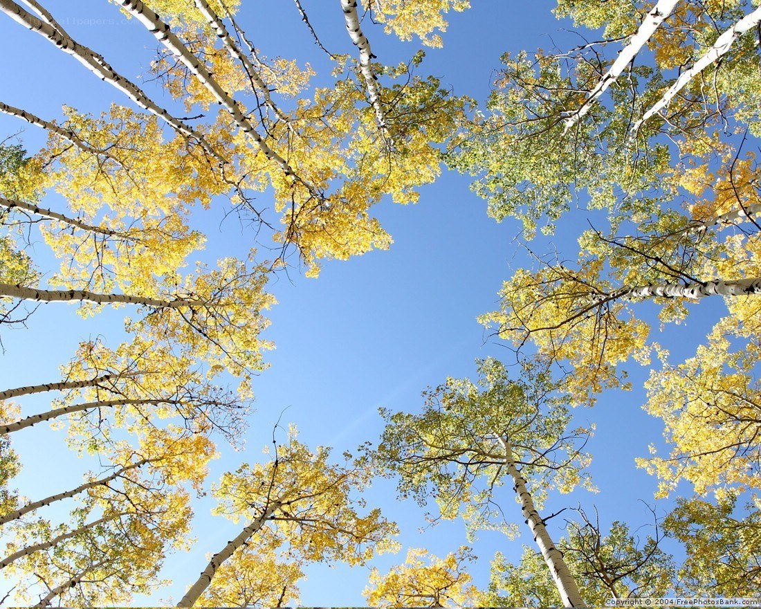 Autumn birch trees against blue sky