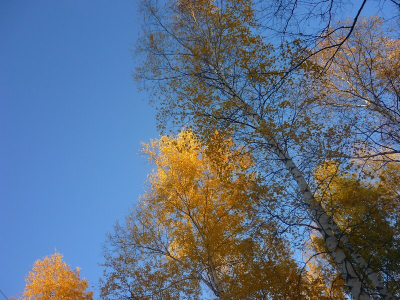 Autumn birch trees against blue sky