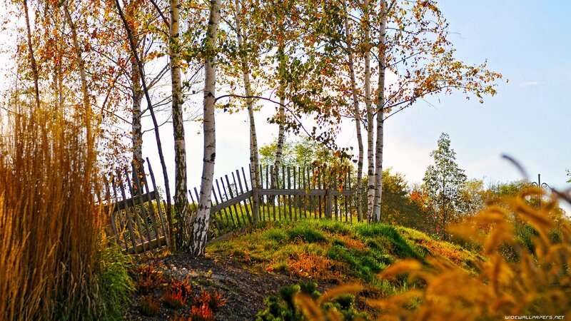 Autumn birch trees and fence