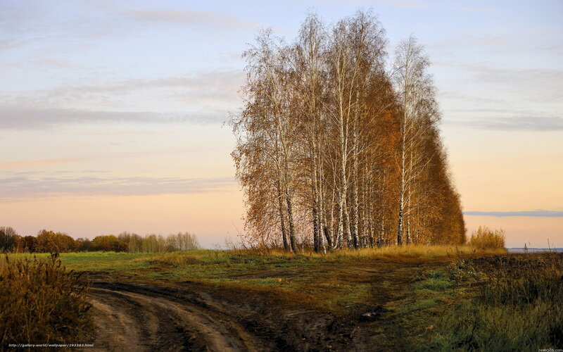 Autumn birch trees at sunset