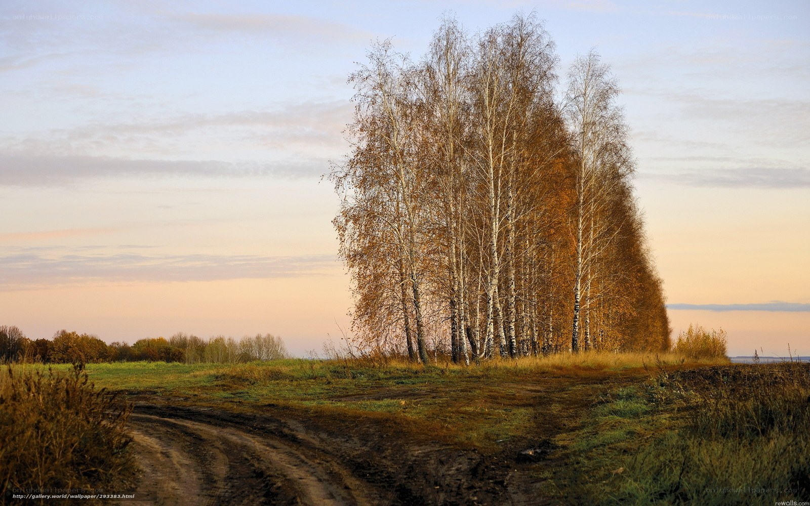 Autumn birch trees at sunset
