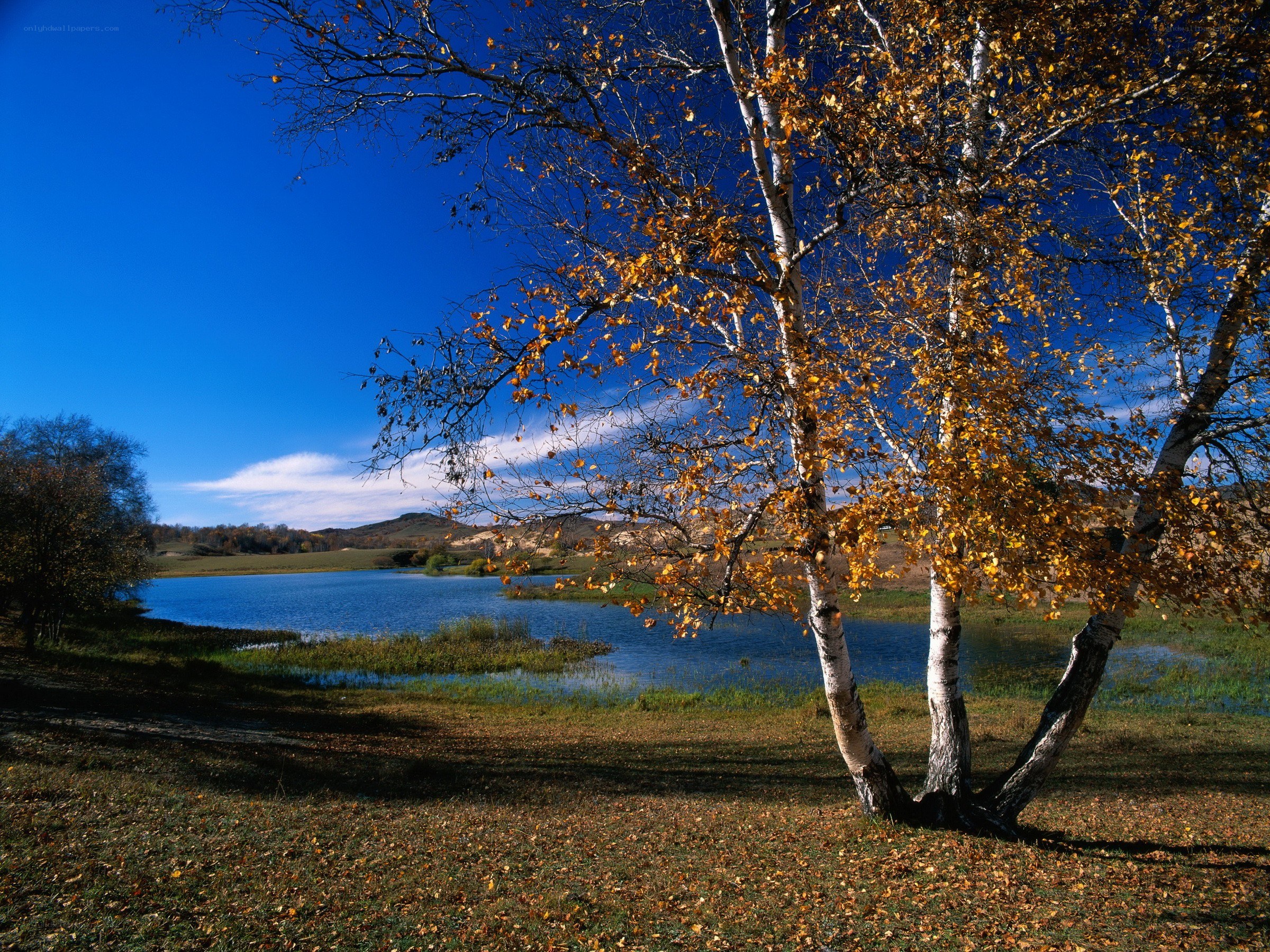 Autumn birch trees by a lake