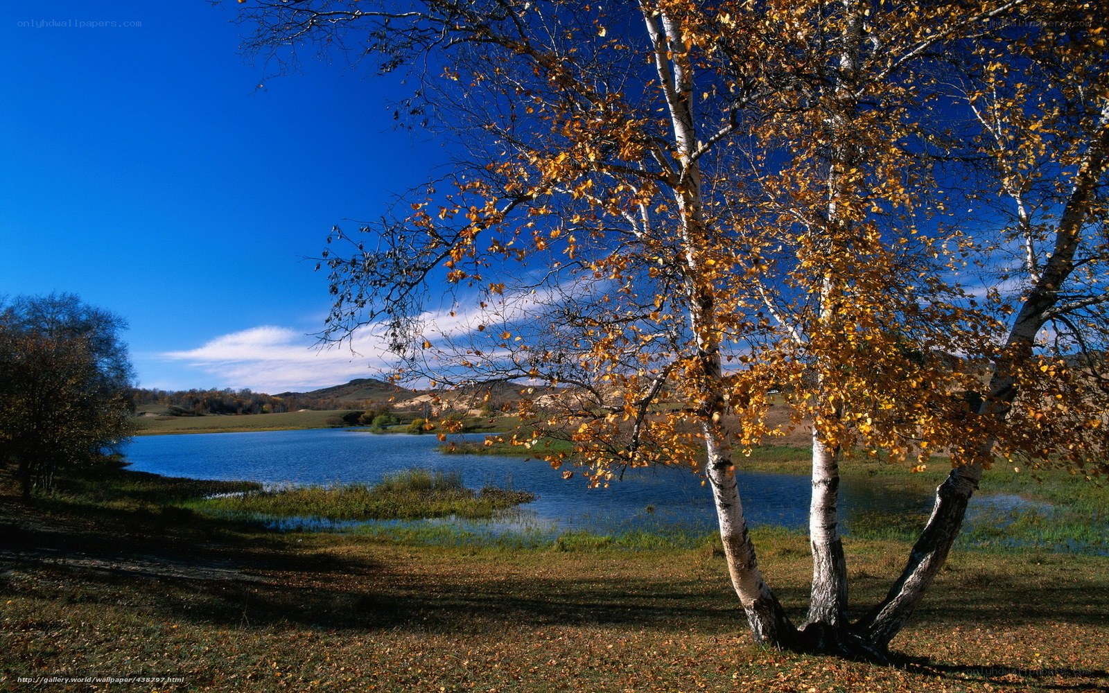 Autumn birch trees by a lake