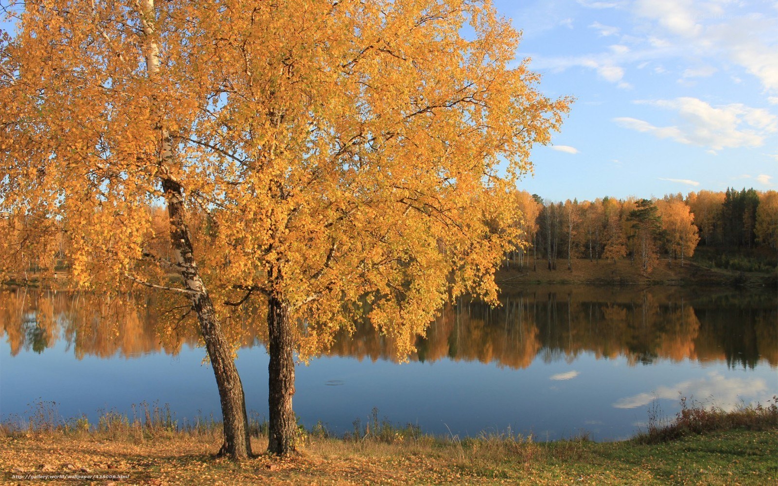 Autumn birch trees by lake