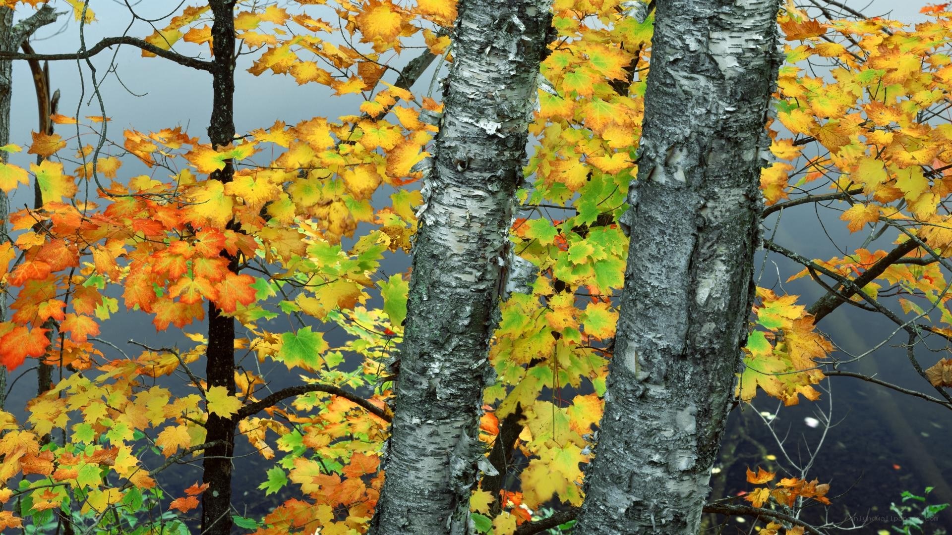 Autumn birch trees by water