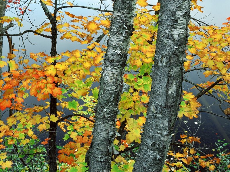 Autumn birch trees by water