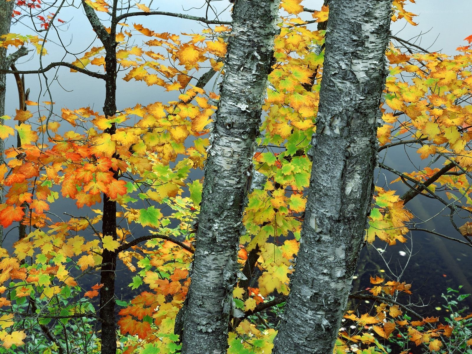 Autumn birch trees by water