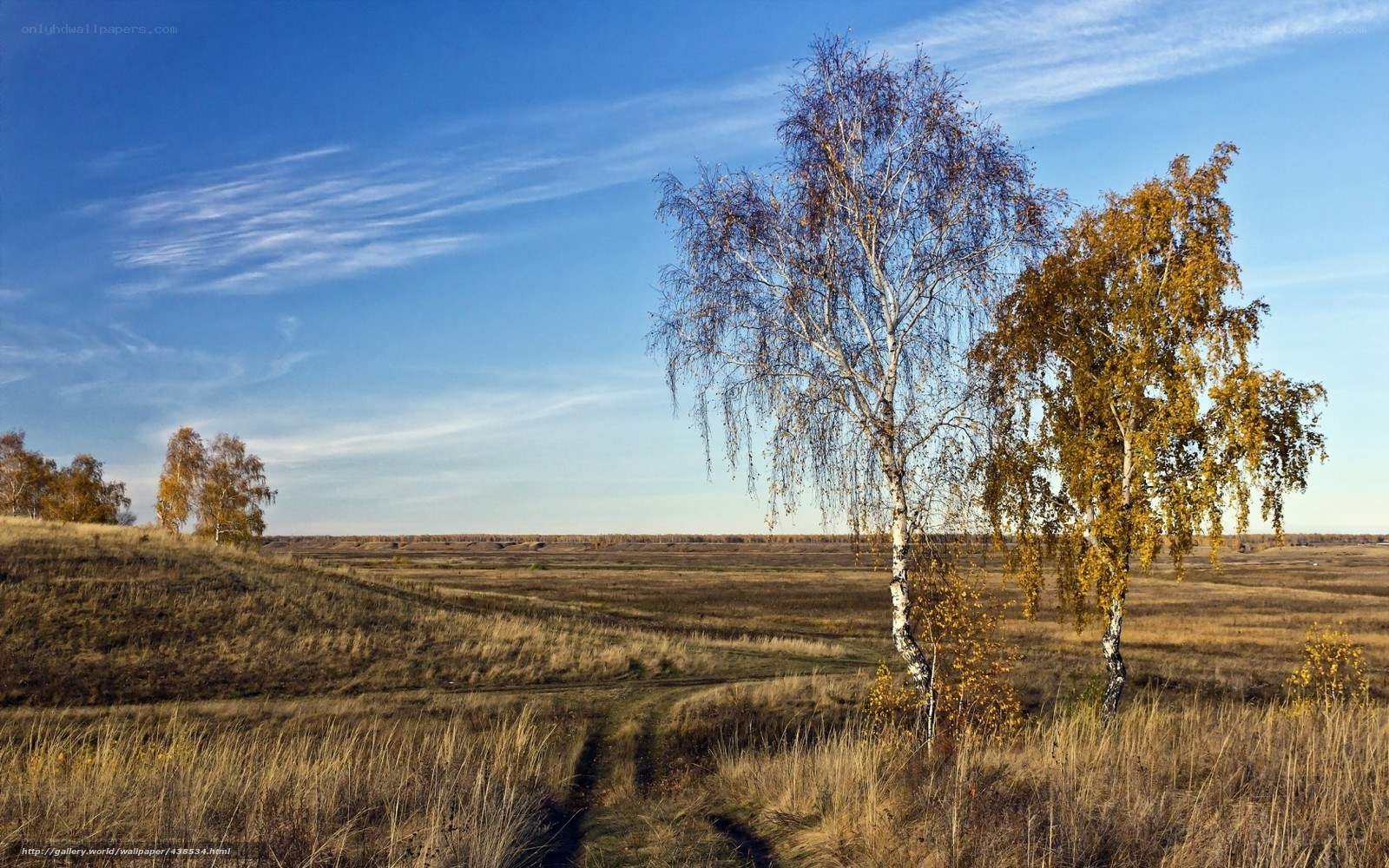 Autumn birch trees in a field