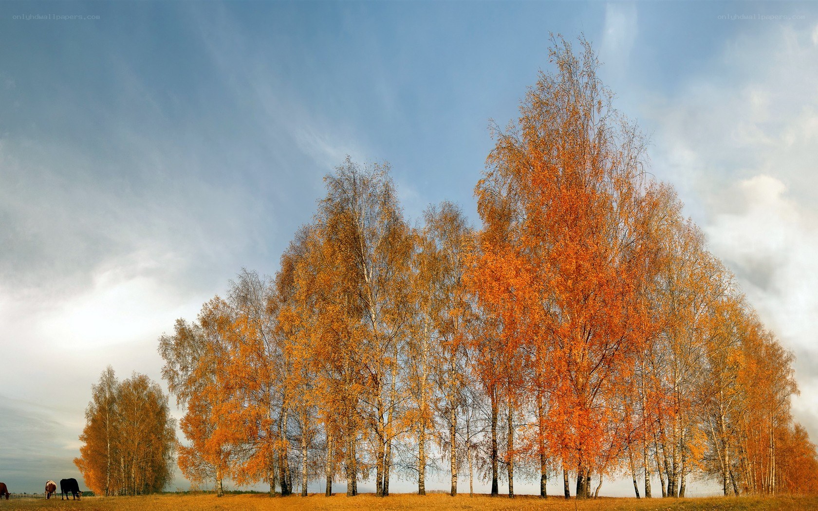 Autumn birch trees in field