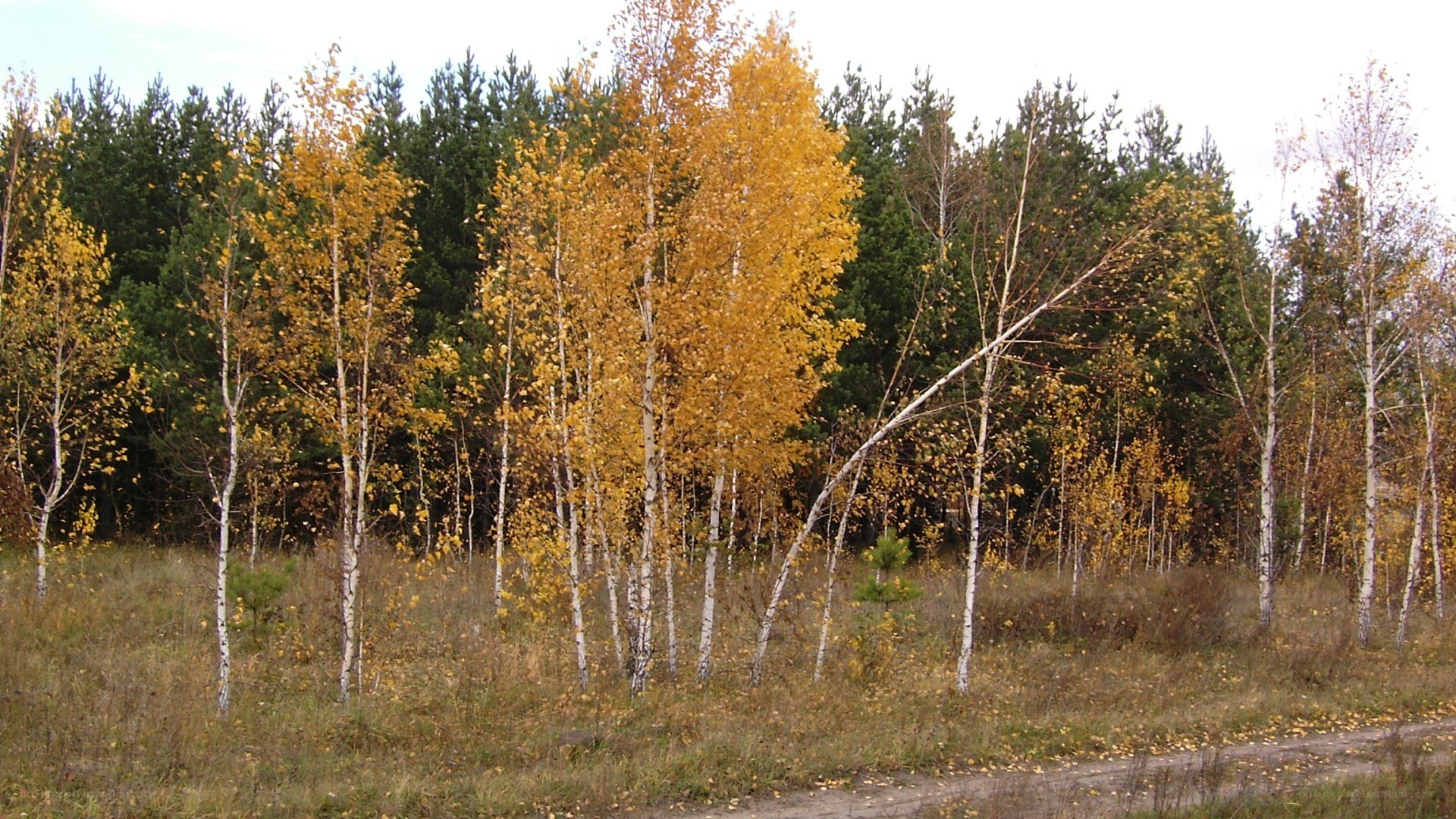 Autumn birch trees in forest