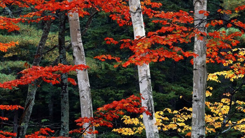 Autumn birch trees