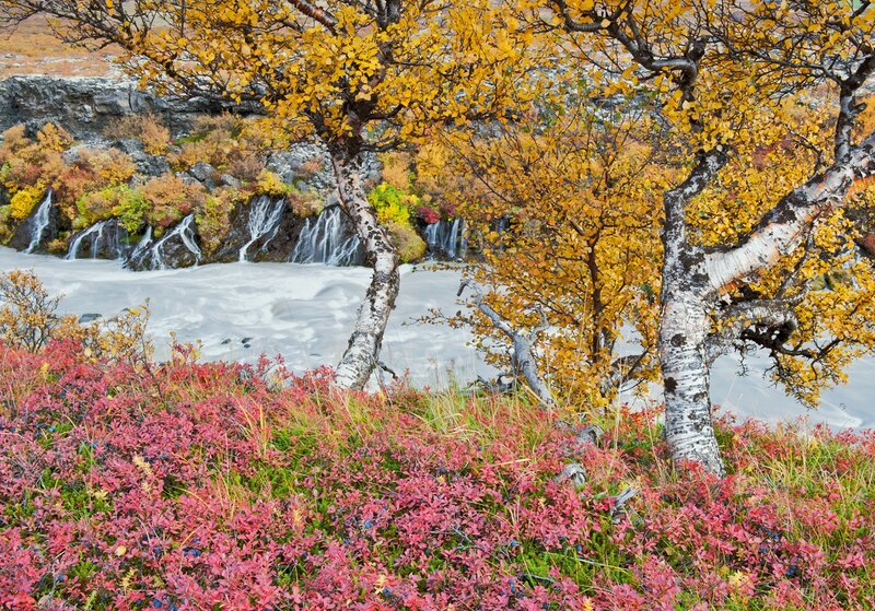 Autumn Birch Trees — Yellow