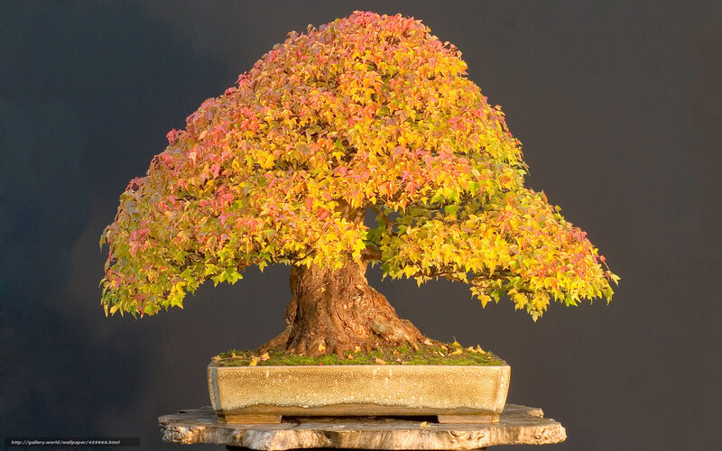 Autumn bonsai tree