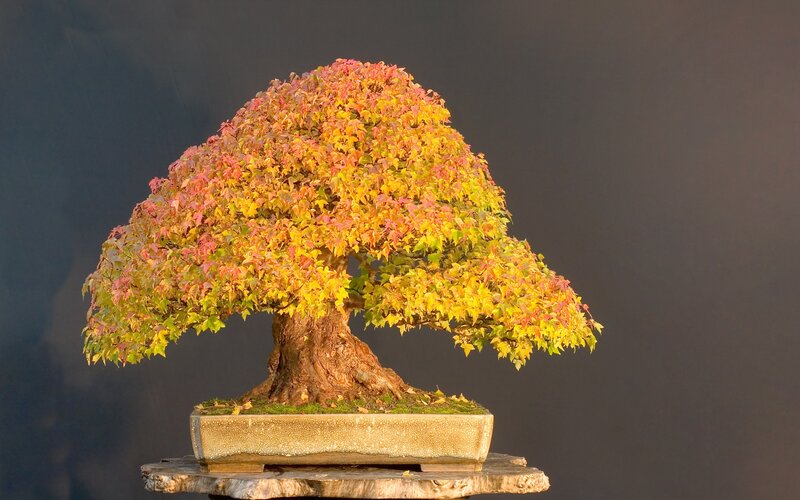 Autumn Bonsai Tree — Yellow, Serene