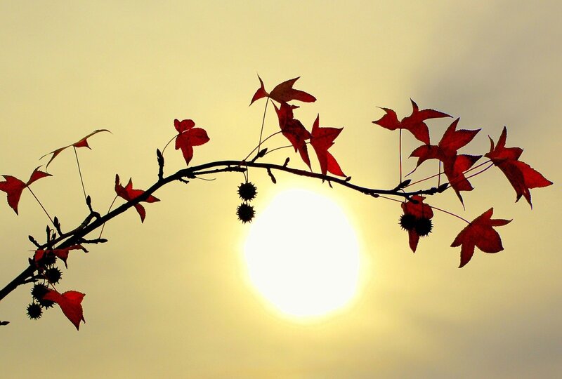 Autumn branch at sunset