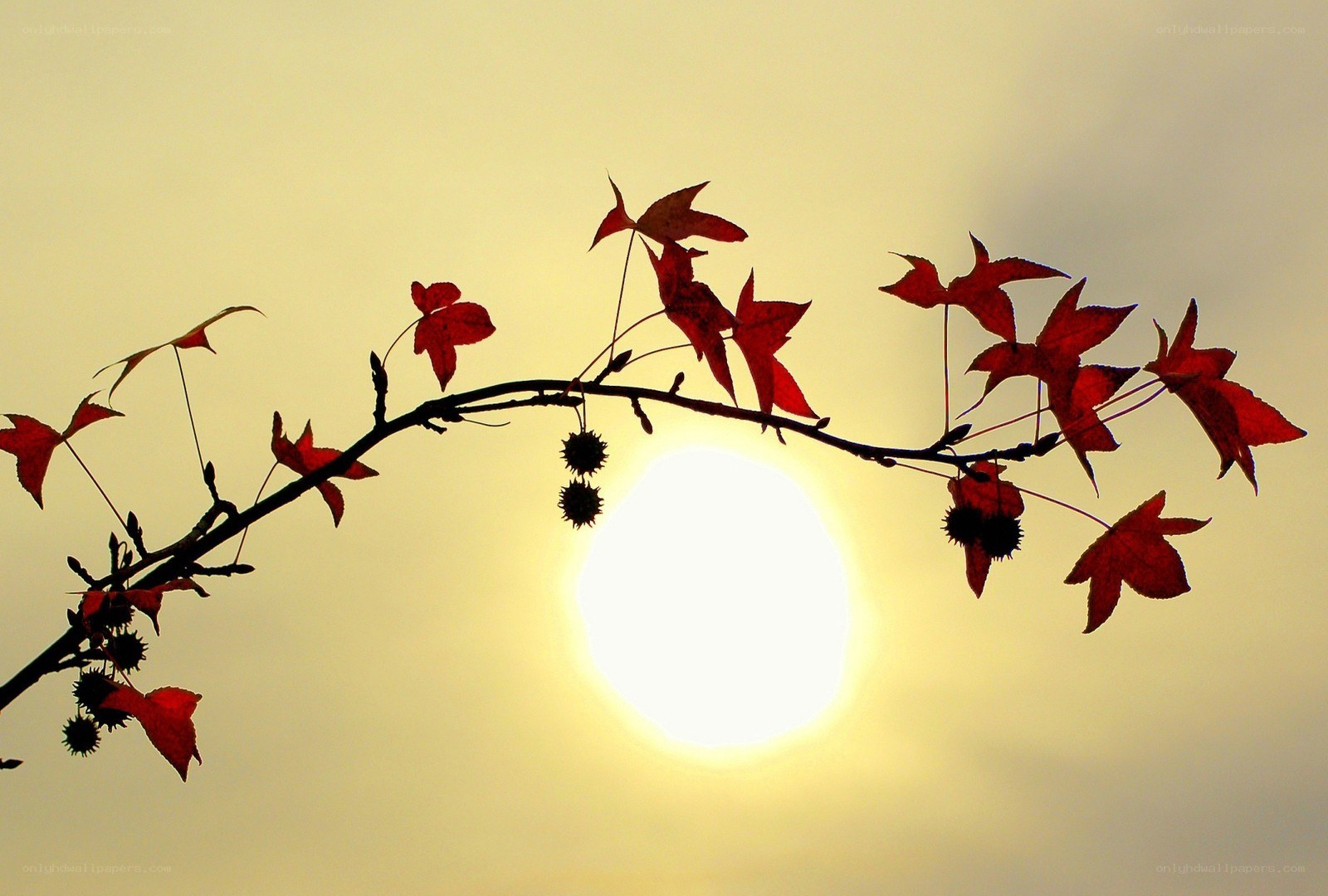 Autumn branch at sunset