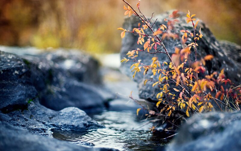 Autumn Branch over Stream
