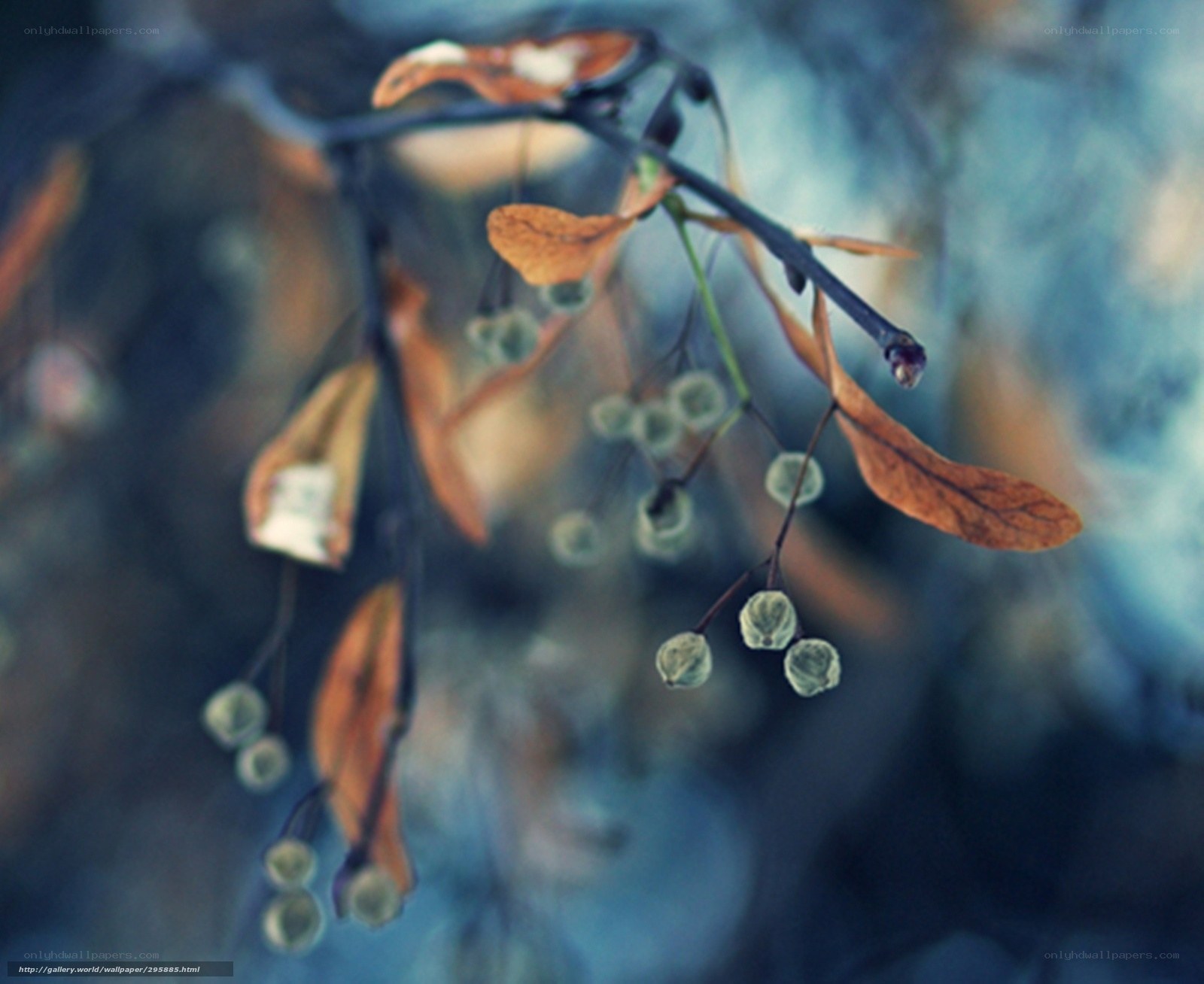 Autumn branch with berries