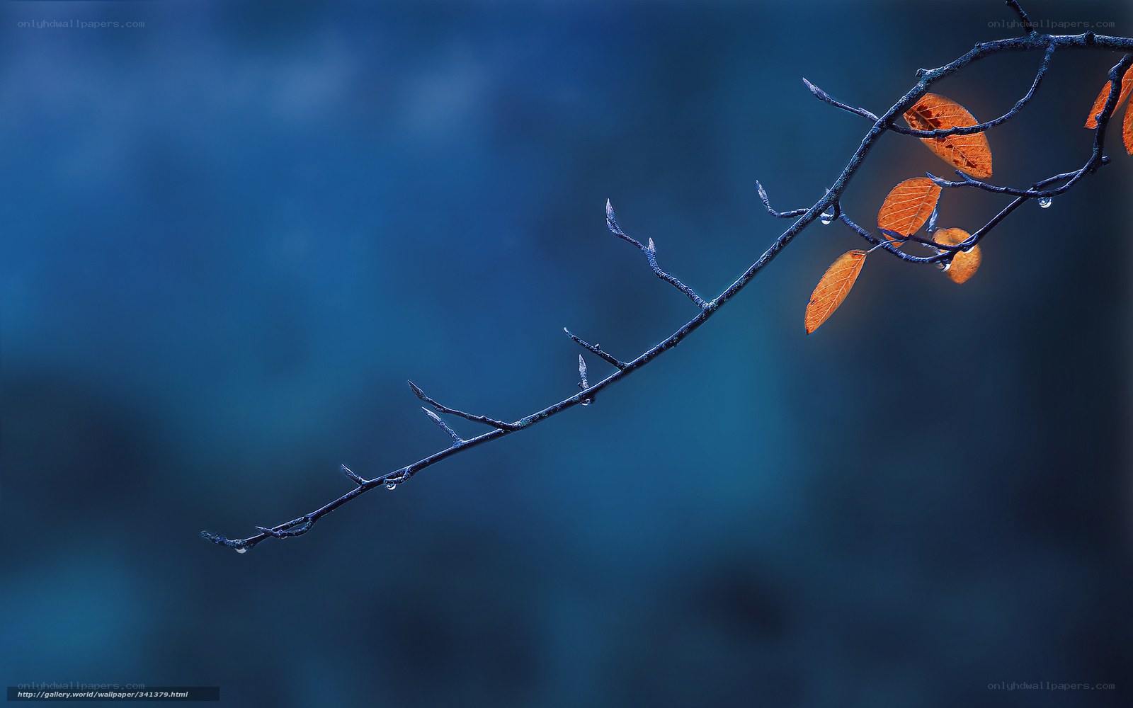 Autumn branch with dew drops